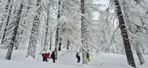 Gita di sci alpinismo in neve fresca